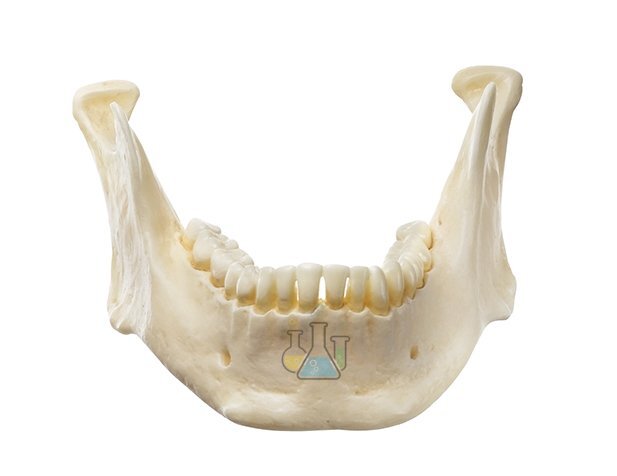 Lower Jaw Model
